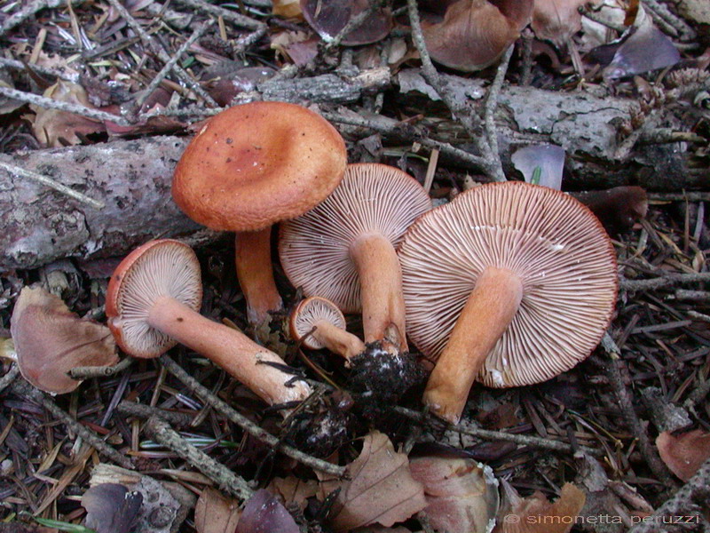 Funghi del vento e della siccit